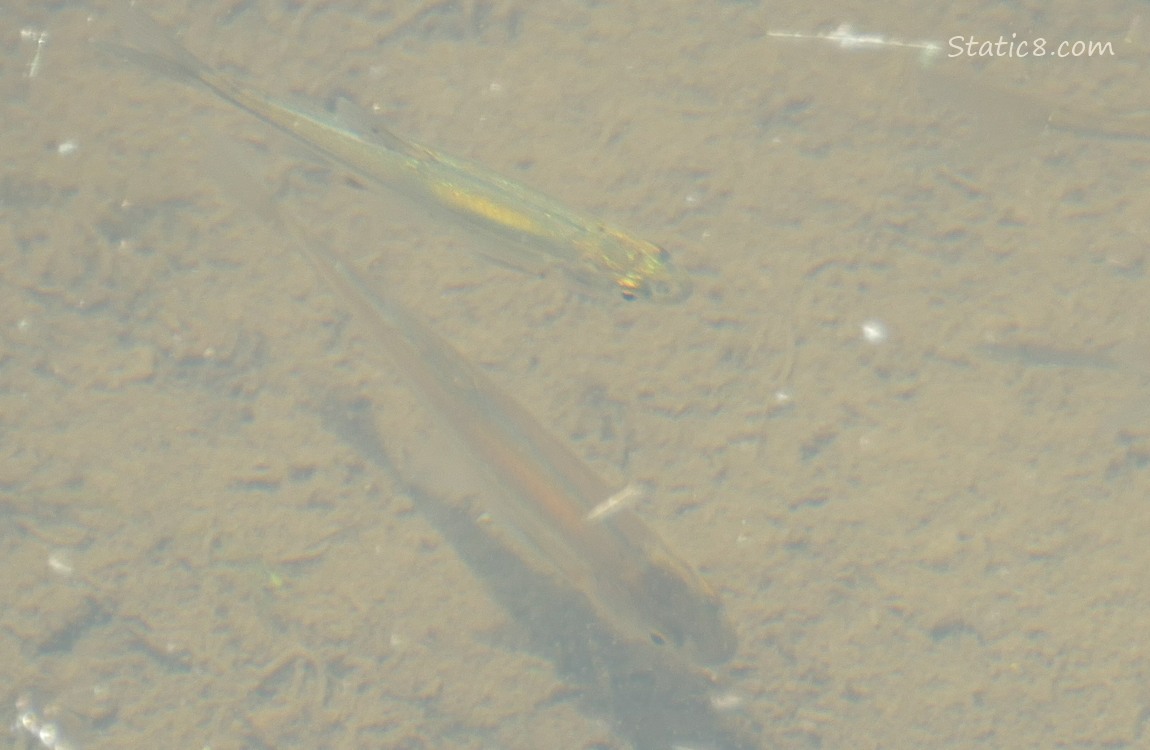 Minnows swimming in the water