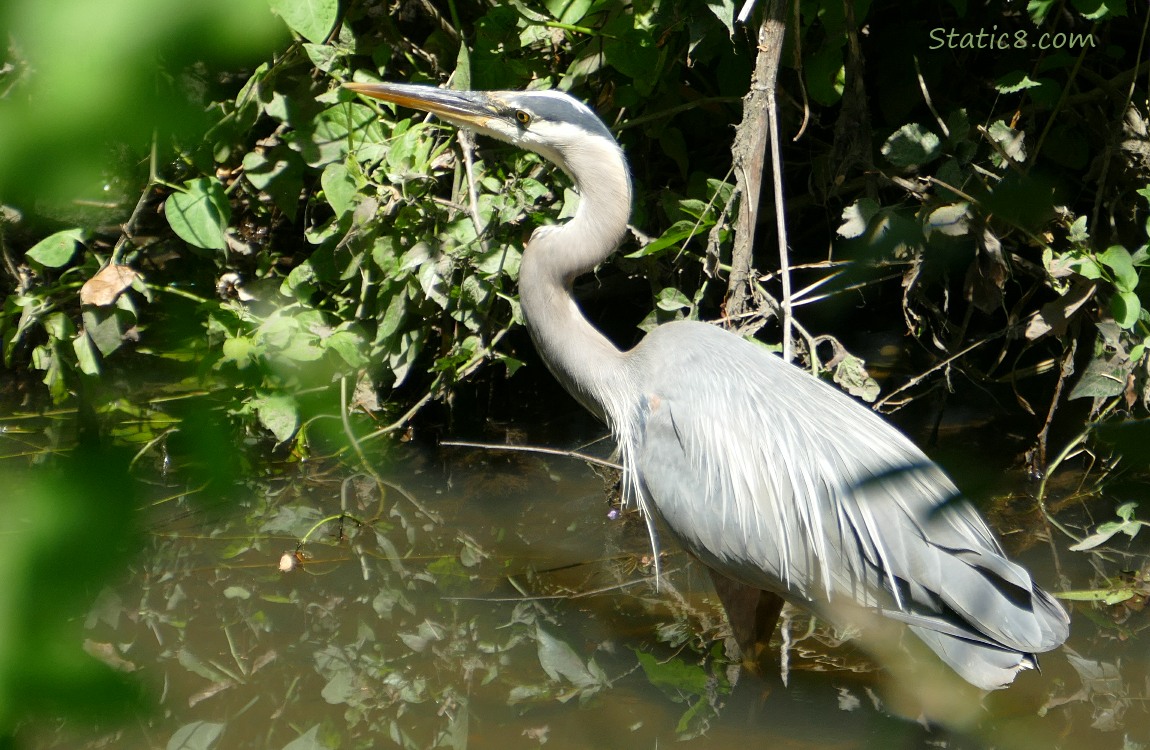 Great Blue Heron standing in shallow water near the bank of the creek