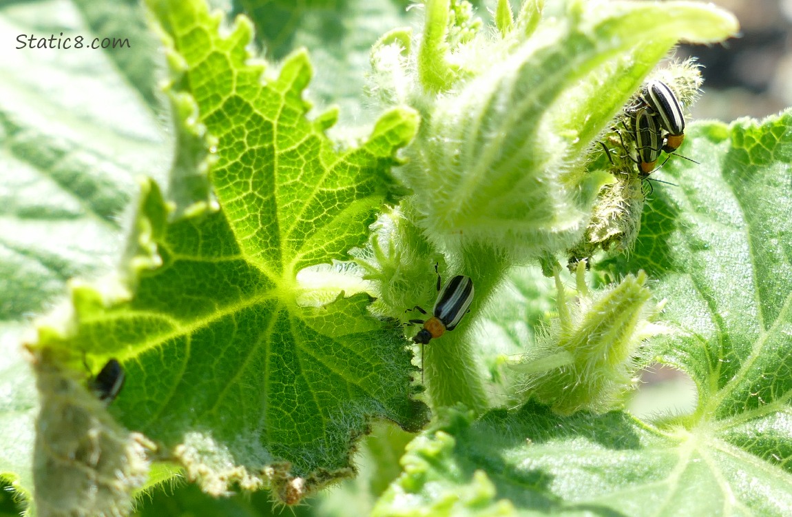 Striped Cucumber Beetles