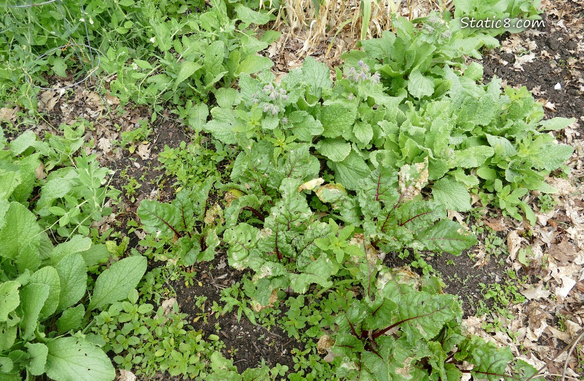 Beets and Borage growing