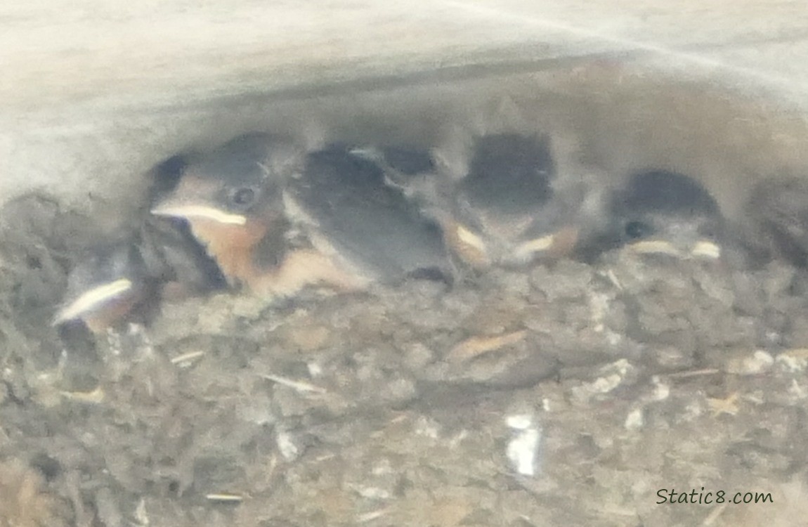 Barn Swallow babies in the nest