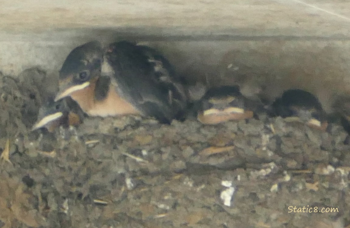 Barn Swallow babies in the nest
