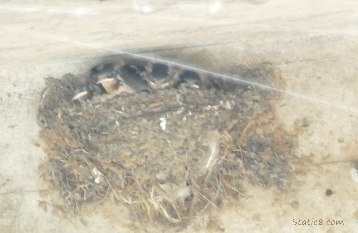 Barn Swallow babies in the nest