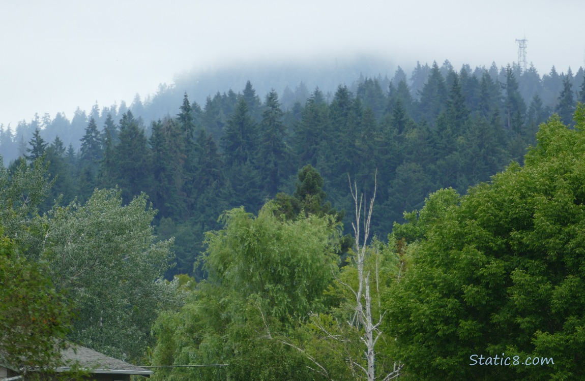 trees on the hill in the distance