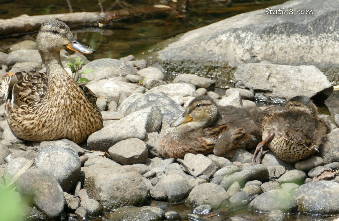 Mama Mallard with two ducklings sitting on rocks