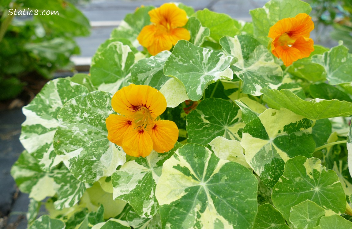 Orange Nasturtium blooms