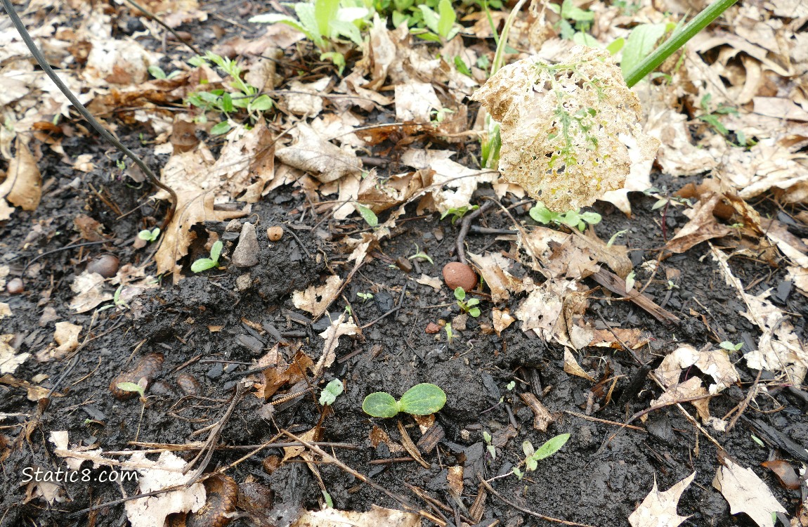 seedlings coming up in the dirt