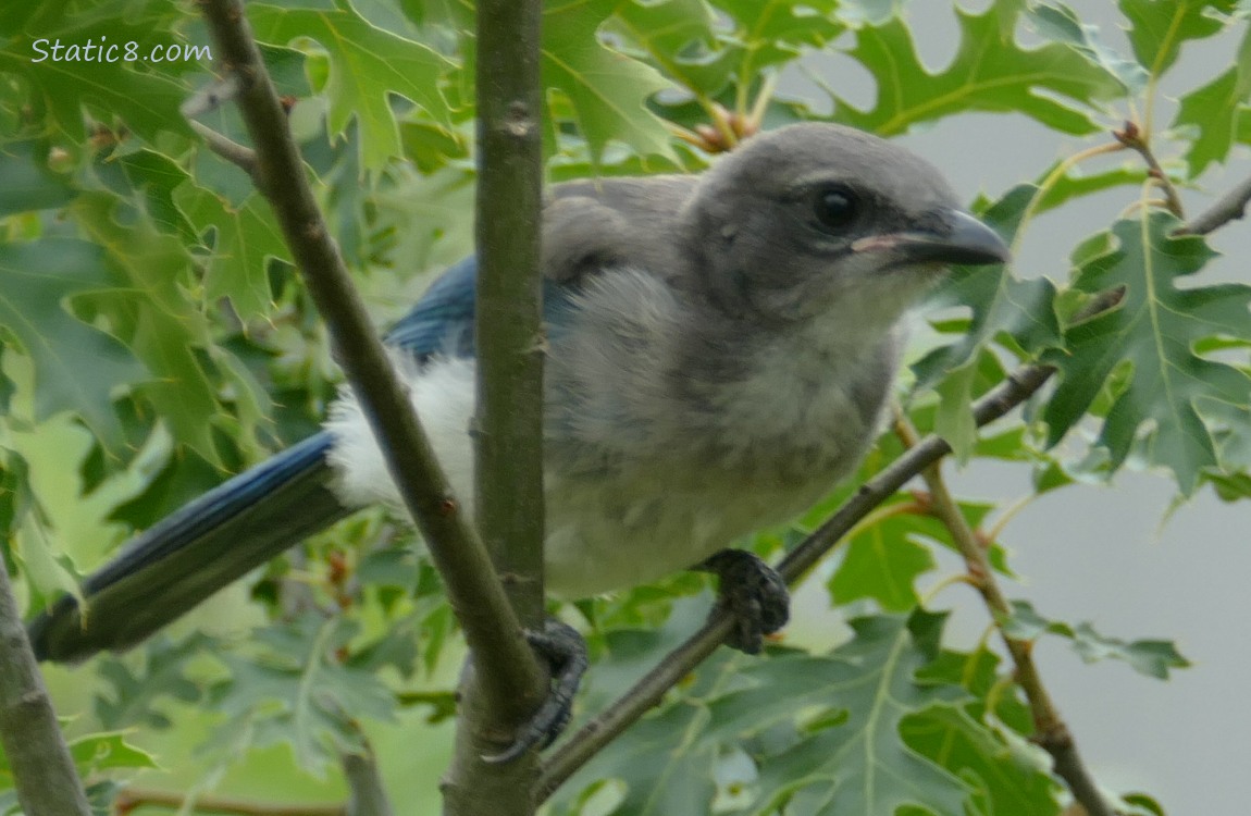 Scrub Jay fledgling standing in a tree