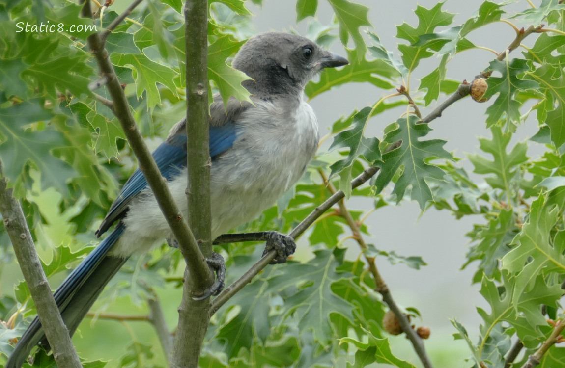 Scrub Jay fledgling standing in a tree, looking away