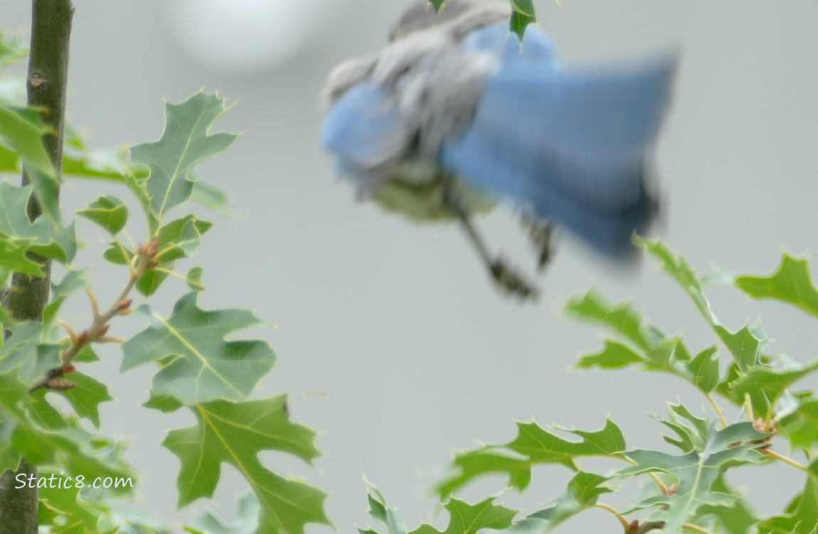 Scrub Jay flies away