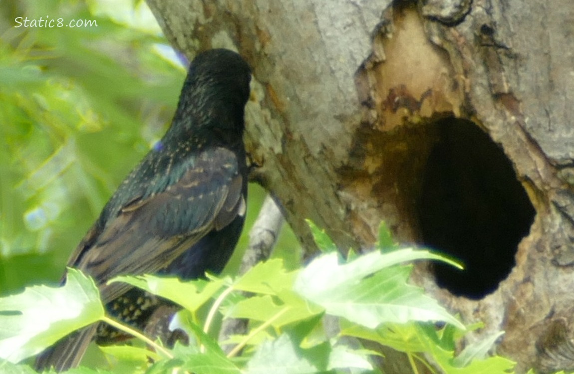Starling standing in front of a woodpecker hole in a tree trunk