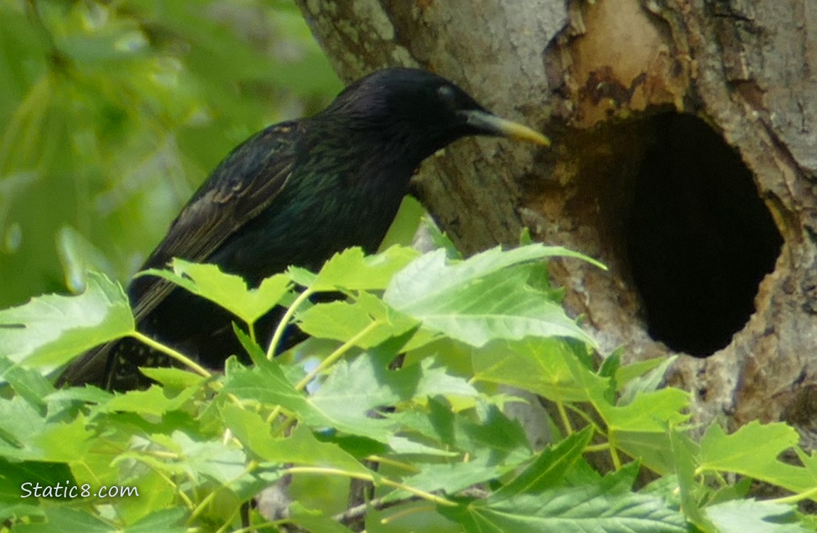 Starling looking into a woodpecker hole