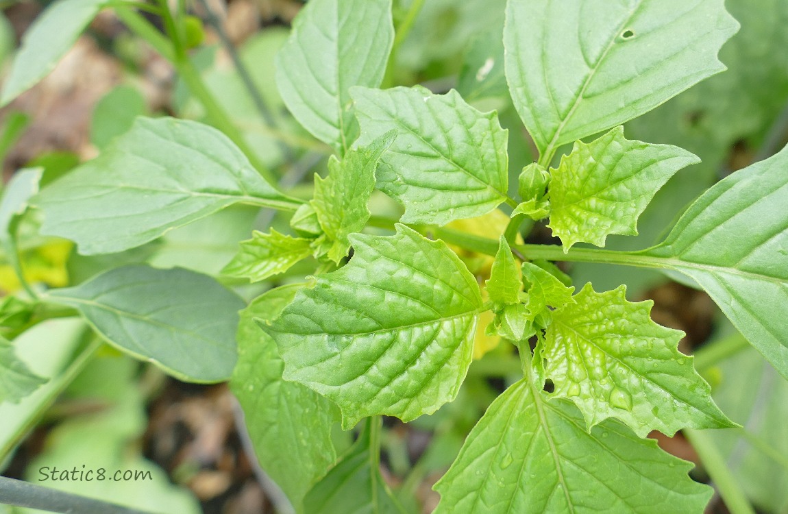 Tomatillo plant growing