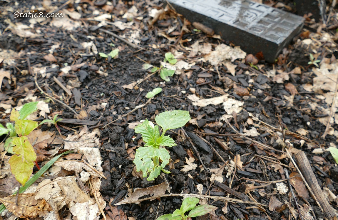 Tomatillo seedling in the dirt