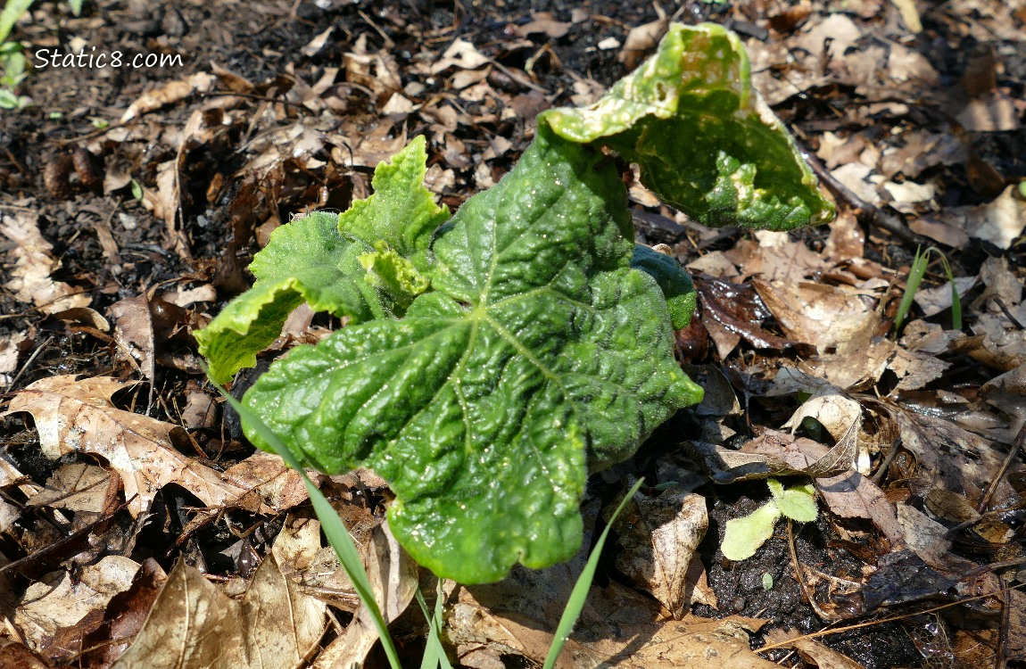 small, deformed cucumber plant
