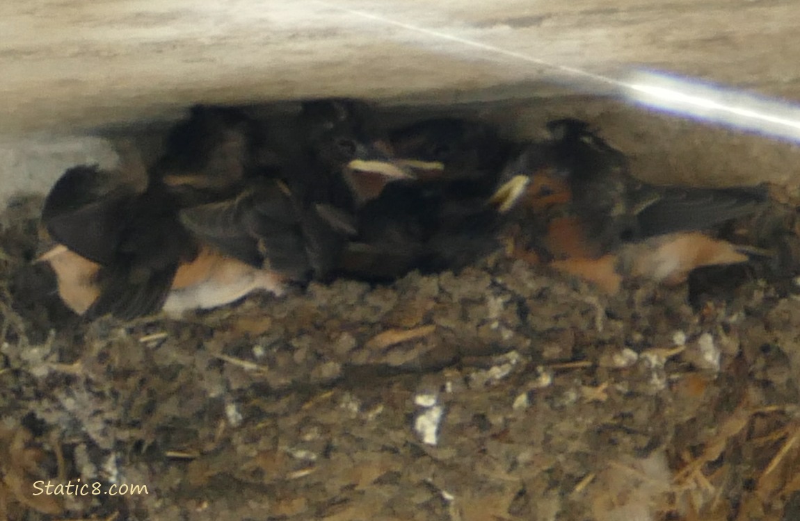 Barn Swallow babies moving around in the nest