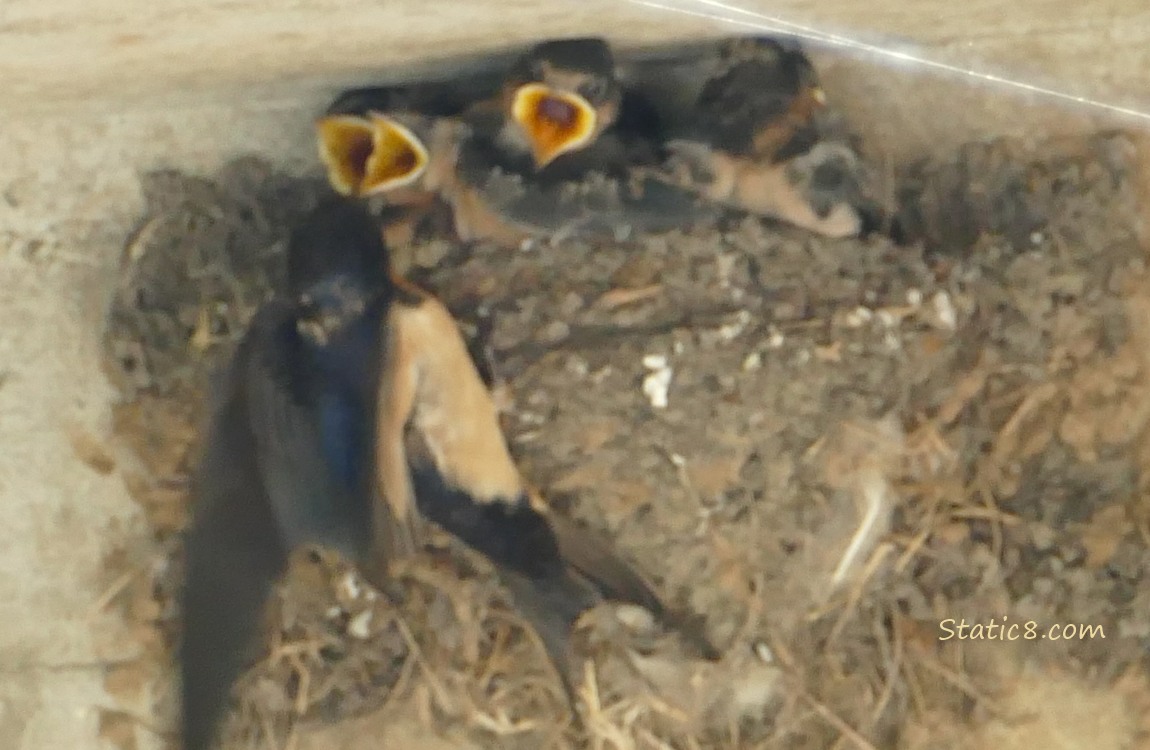Barn Swallow parent feeding babies in the nest