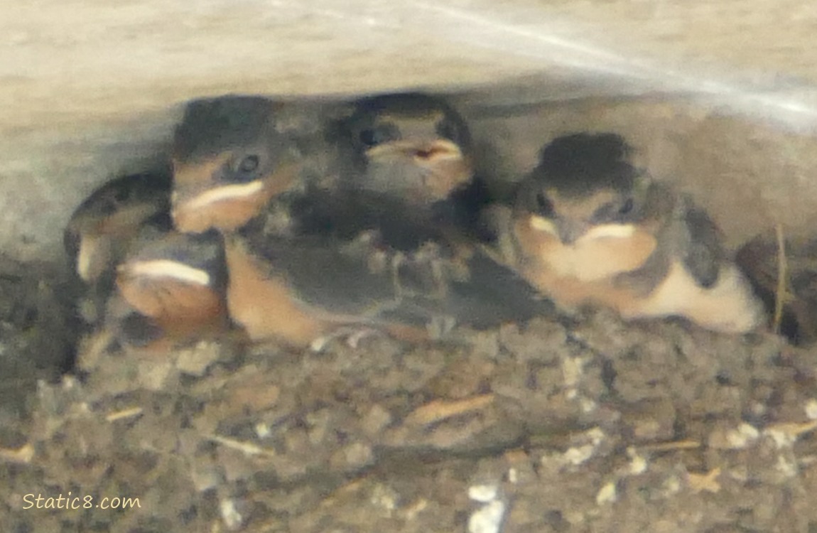 Barn Swallow babies in the nest