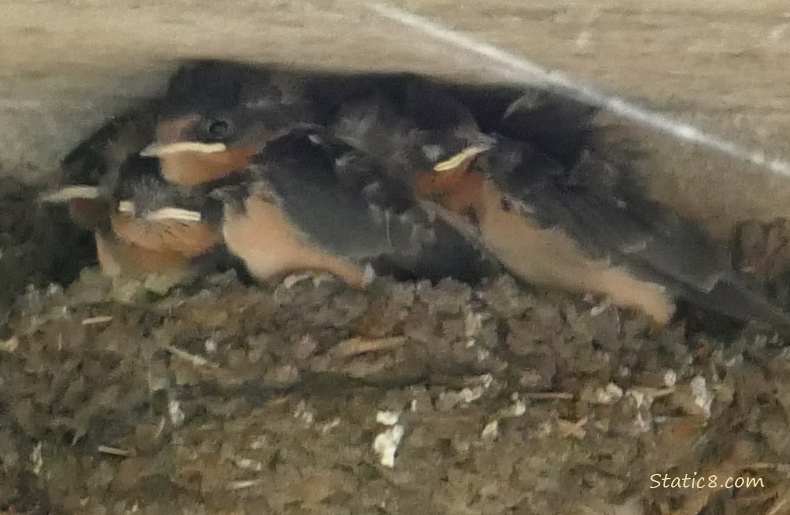 Barn Swallow babies in the nest