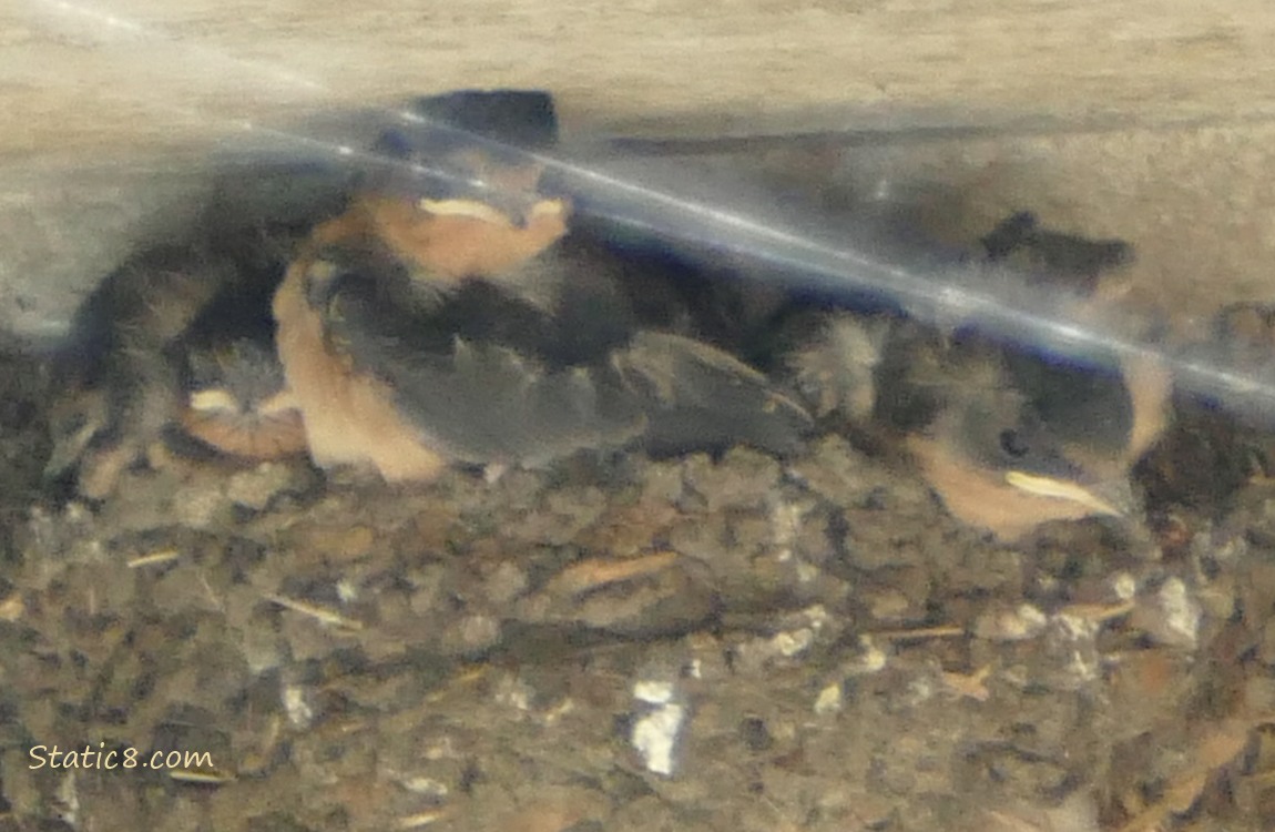 Barn Swallow babies in the nest