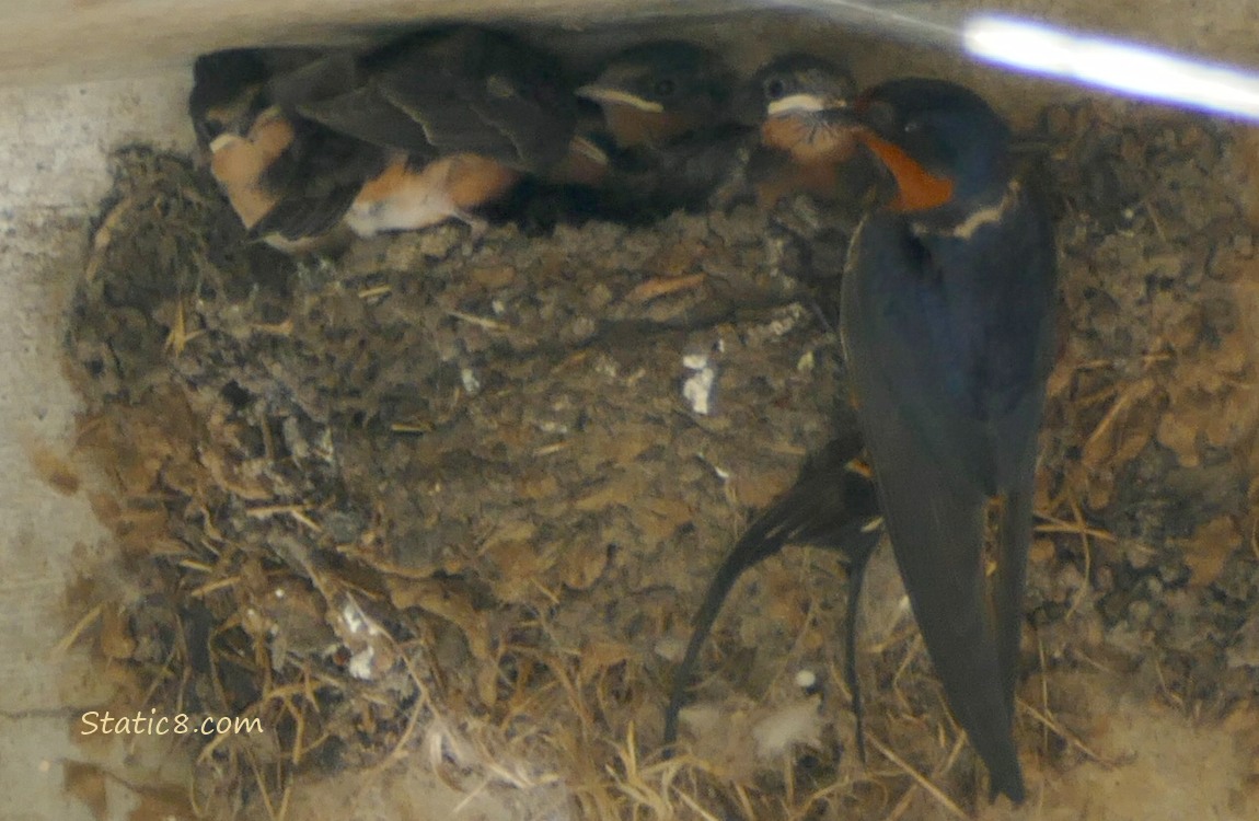 Barn Swallow parent at the nest with food