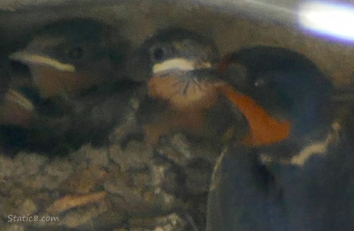 Close up of parent Barn Swallow bringing a bug to the babies