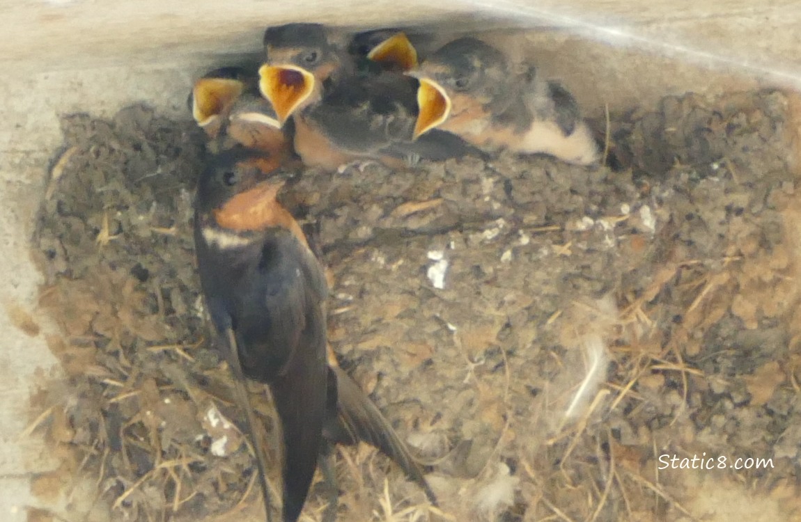 Barn Swallow parent looks back