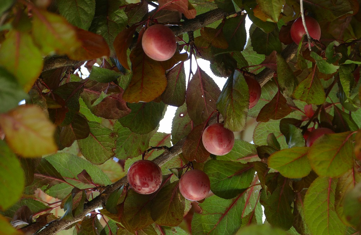Cherries hanging from the tree