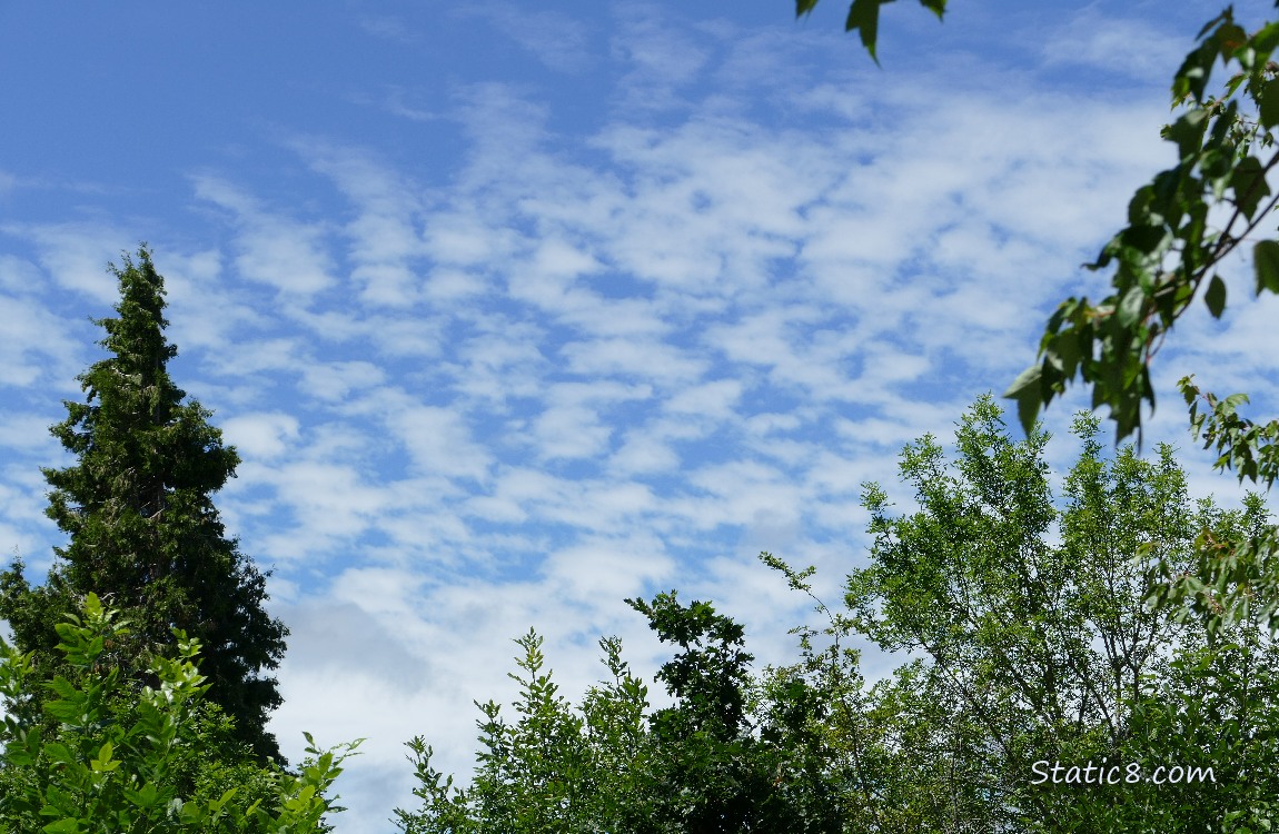 Clouds over green trees