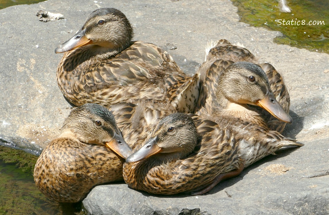 four mostly grown duckling sitting on a rock