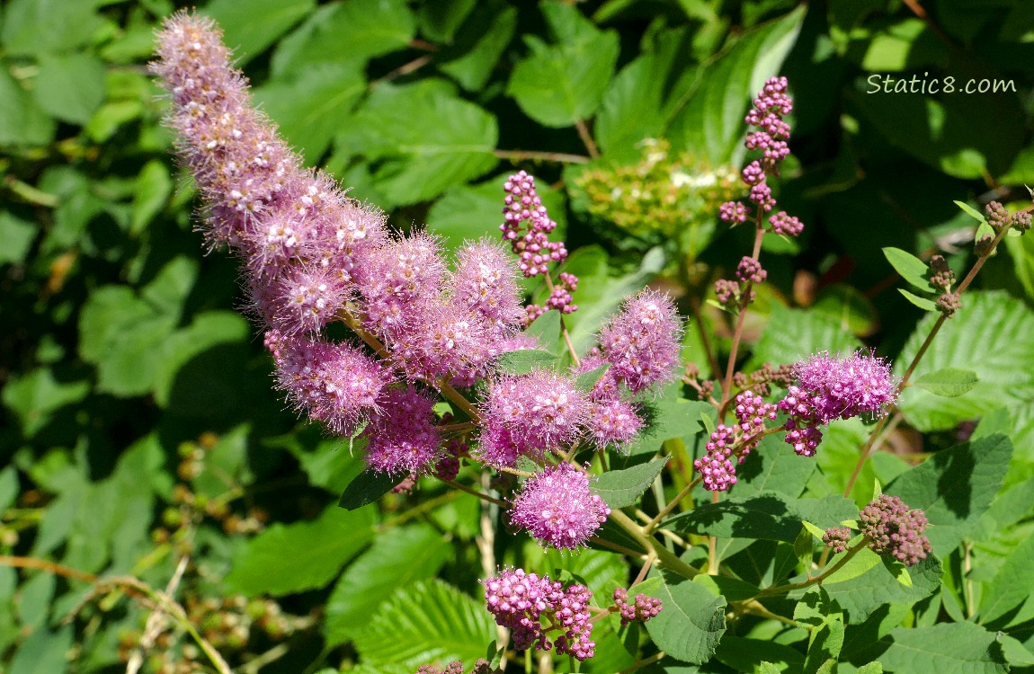 Pink Hard Hack bloom