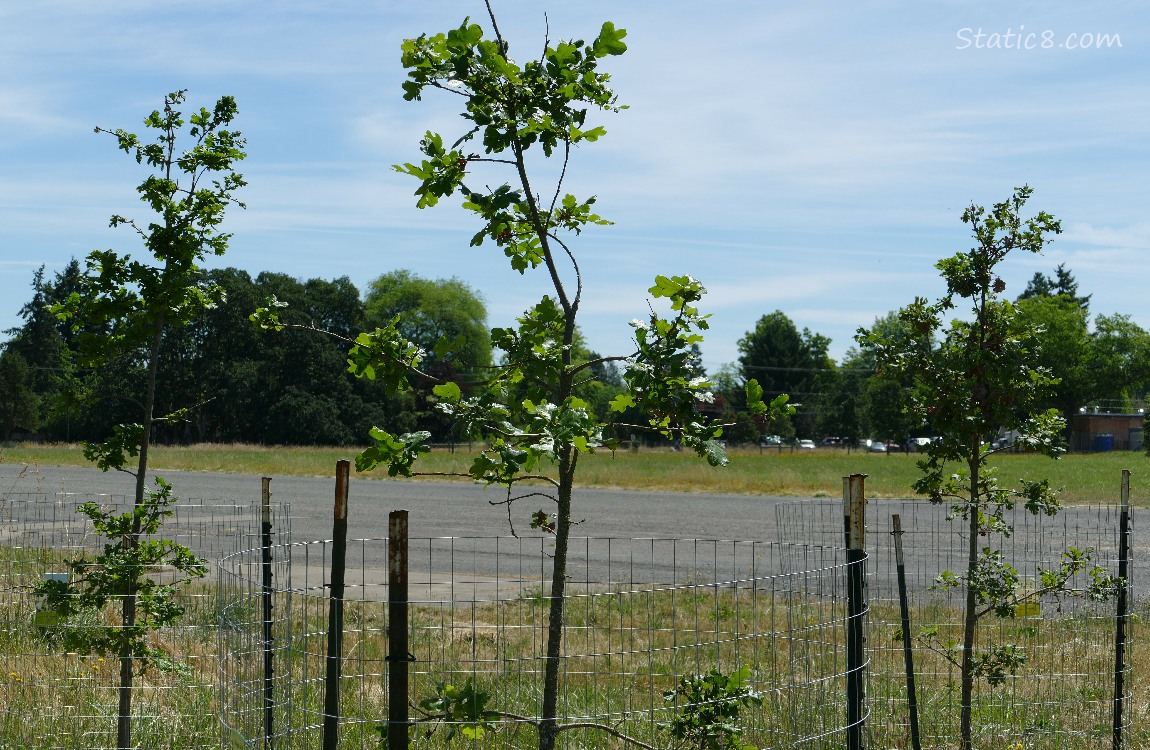 Oak tree saplings in front of a parking lot