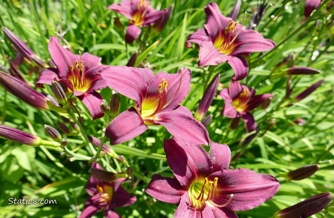 Purple Lilies