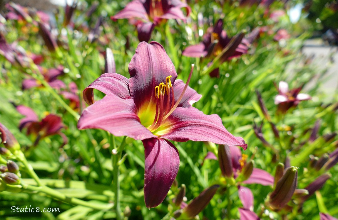 Purple Lilies