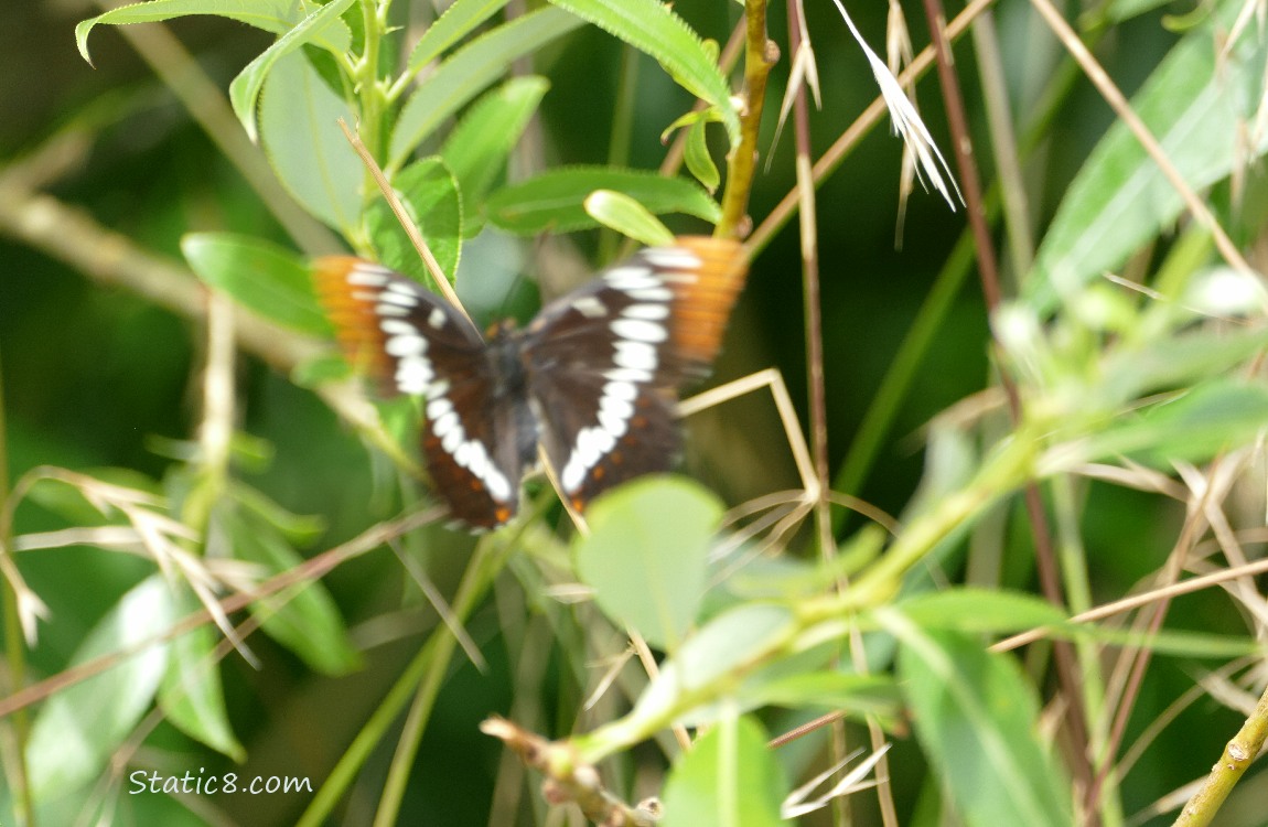 Butterfly flying away