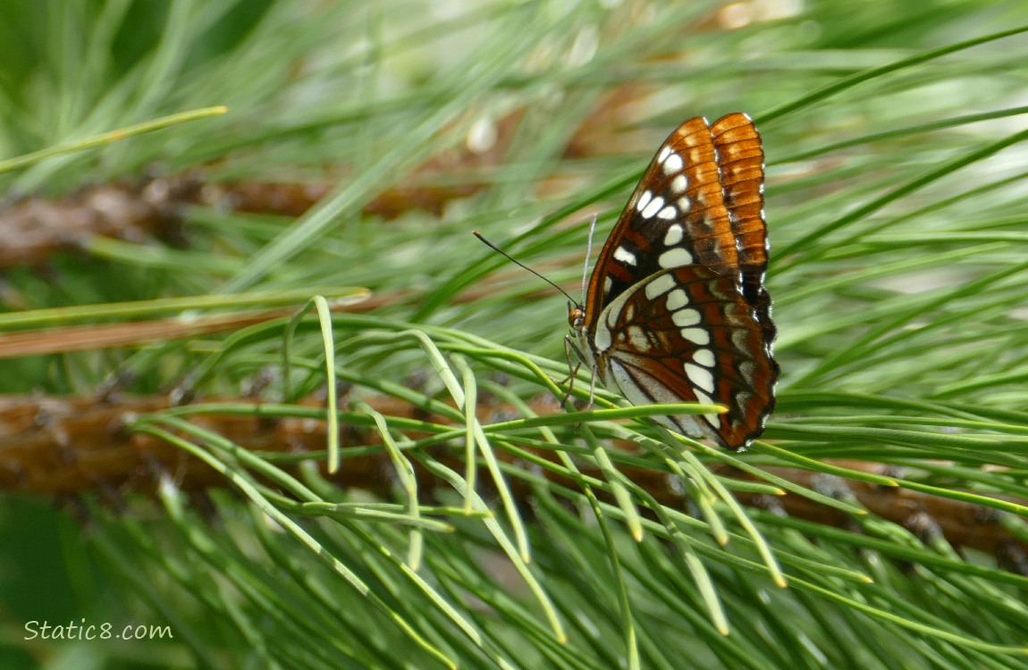 Butterfly sitting on a pine tree branch