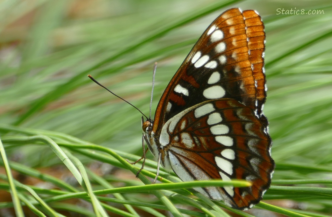 Close up of a butterfly sitting on a pine tree branch