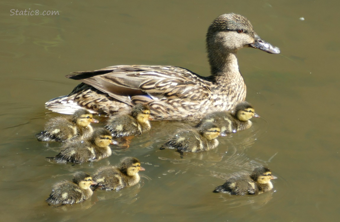 Mama Mallard with eight ducklings paddling on the water close together
