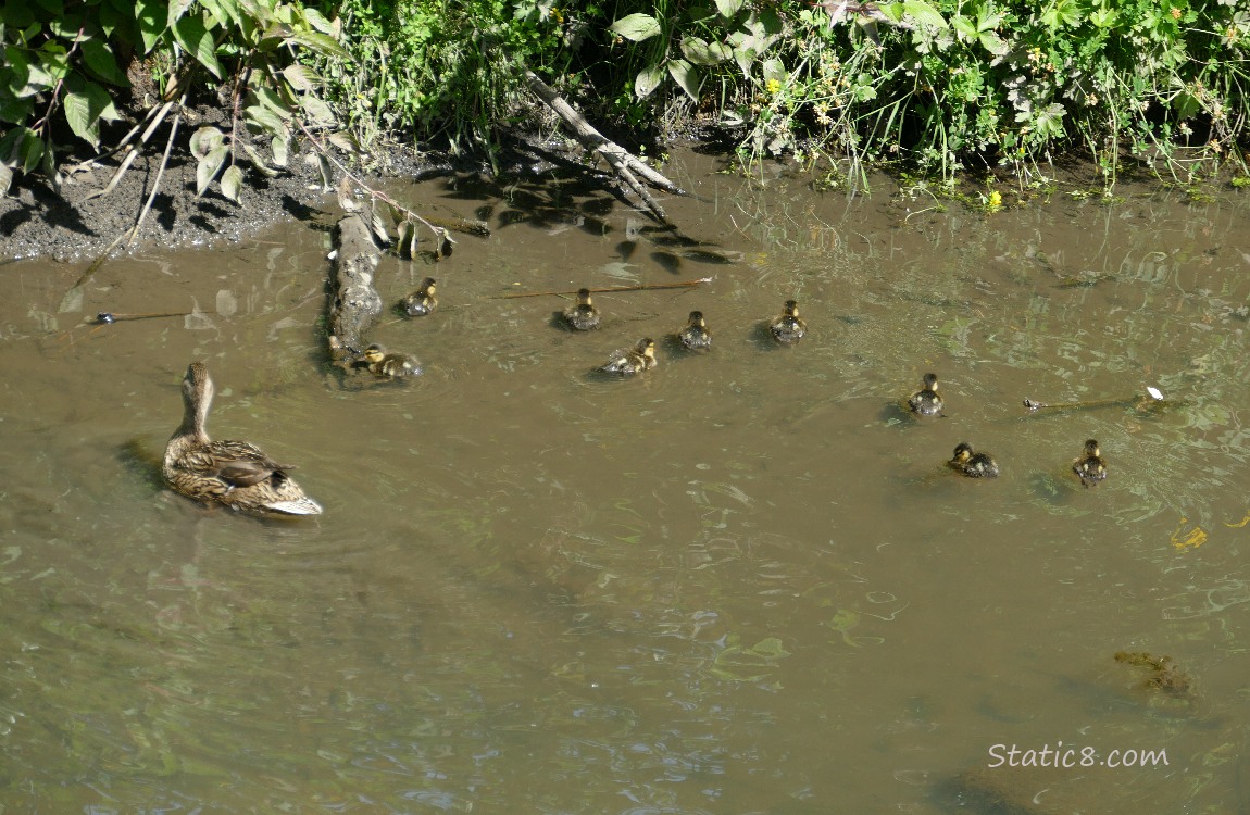 Mama Mallard with nine ducklings paddling on the water