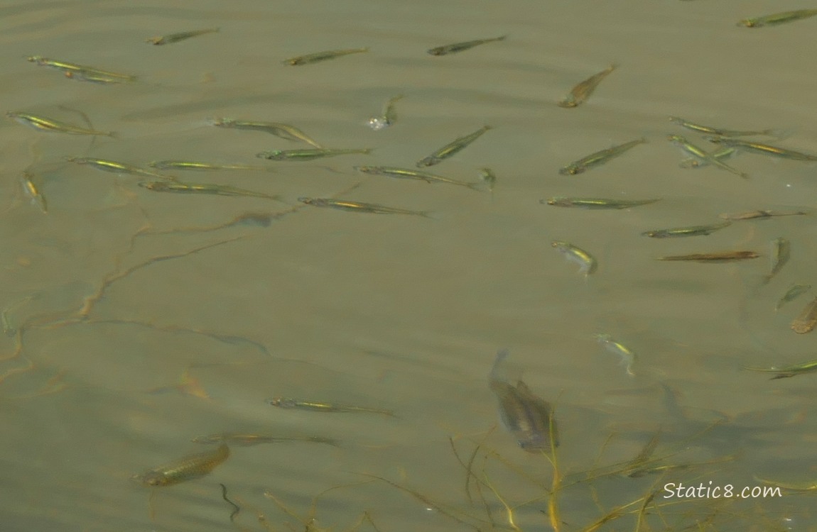 Minnows swimming in water