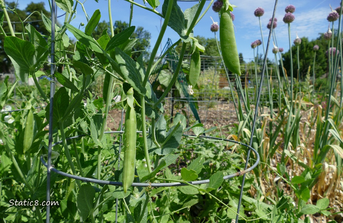 Snap peas growing on the vines