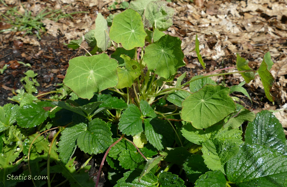 Nasturtium growing over a Strawberry plant