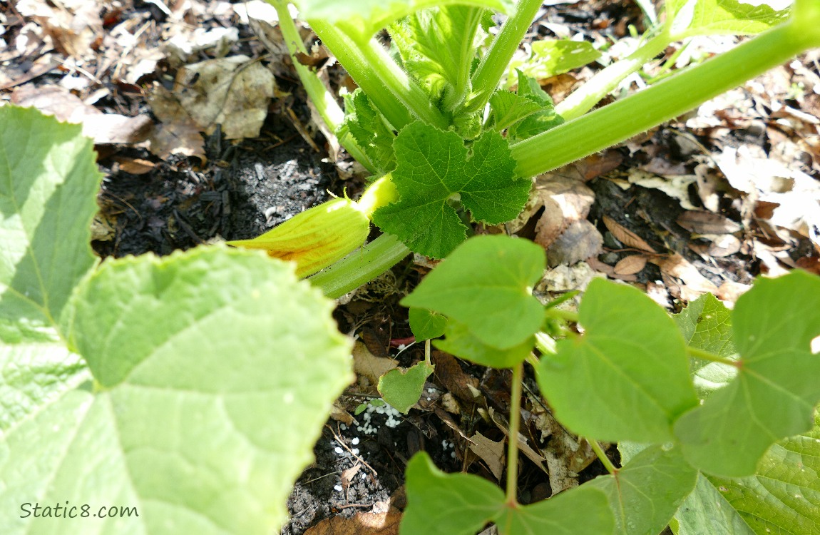 Squash plant