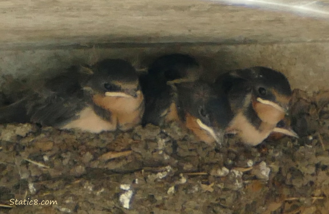 Barn Swallow babies in the nest