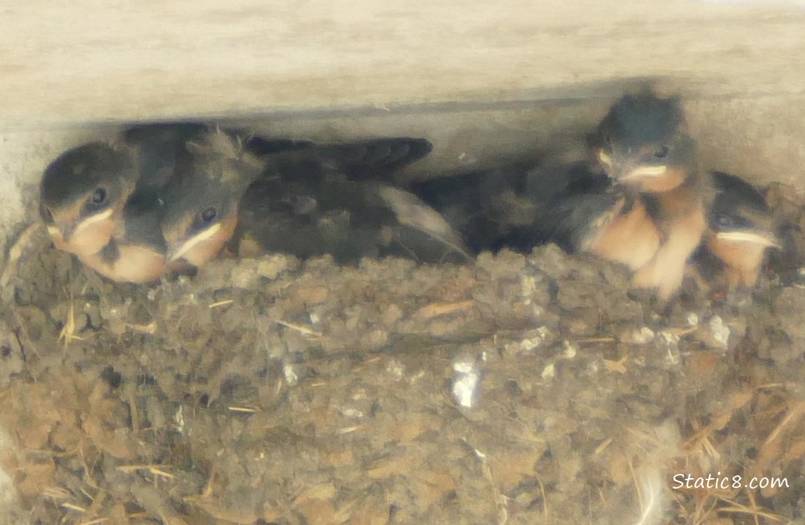 Barn Swallow babies in the nest