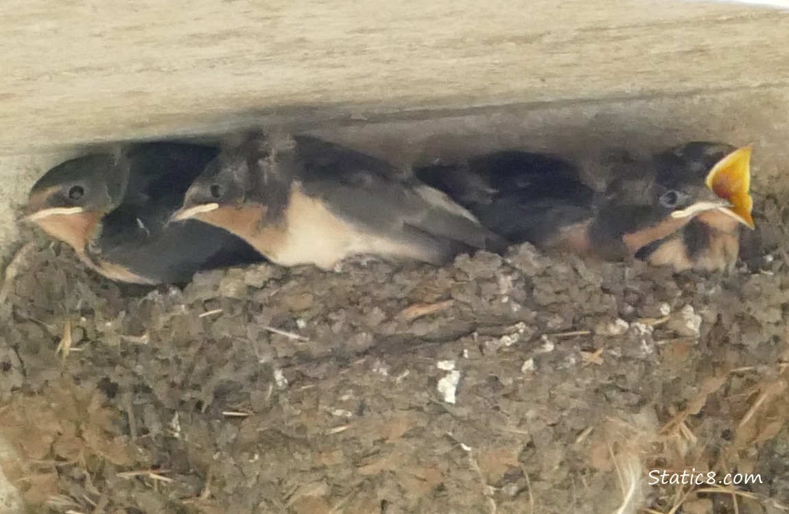 Barn Swallow babies in the nest, one with her mouth open, begging for food