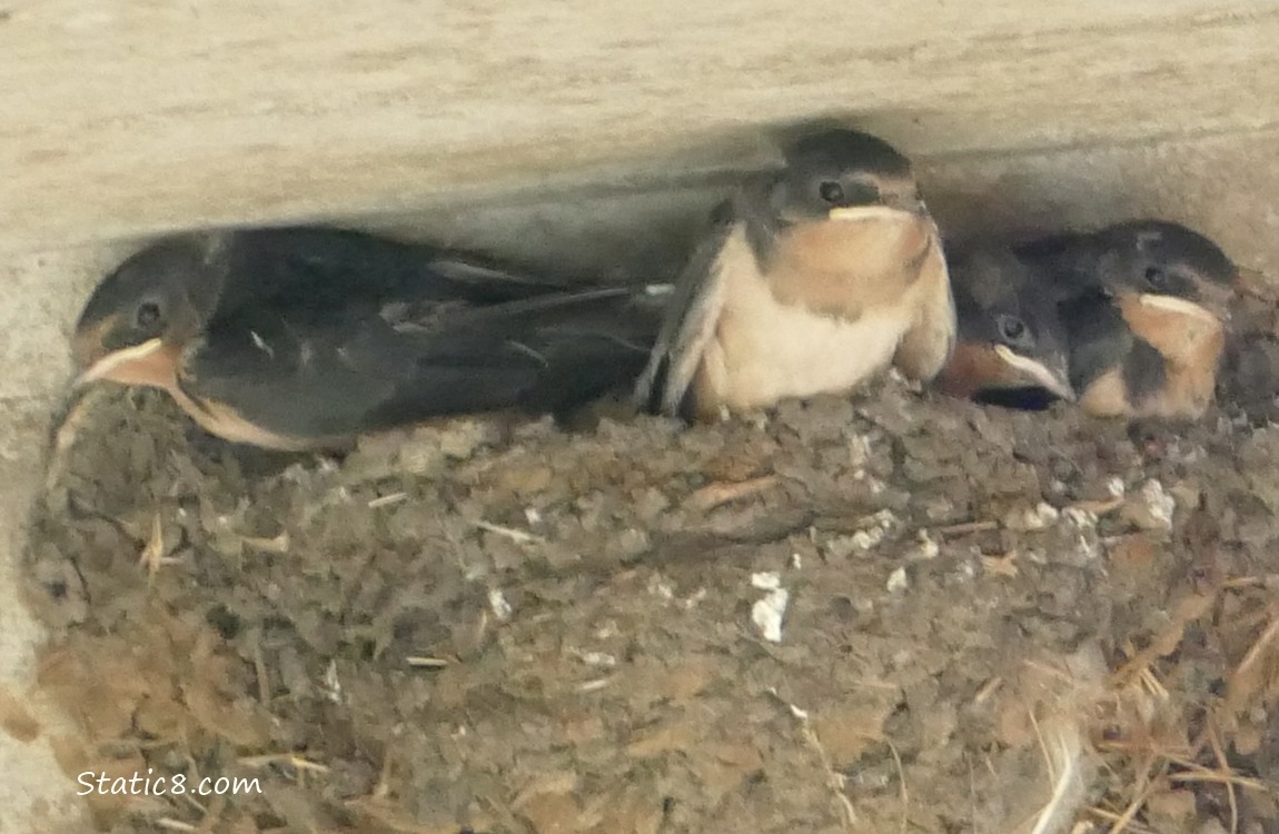 Barn Swallow babies in the nest