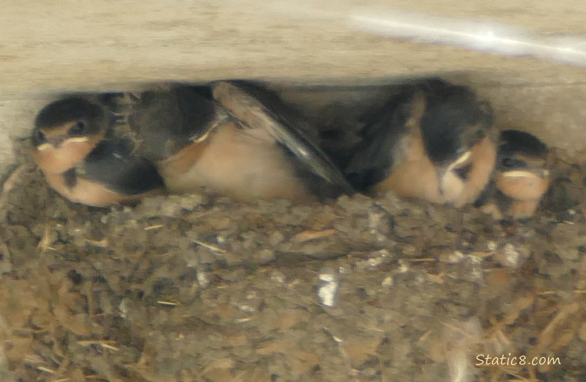 Barn Swallow babies in the nest