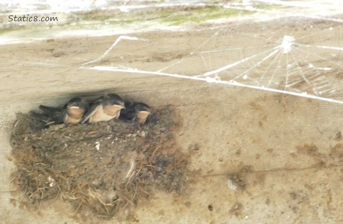 Barn Swallow babies in the nest, past a spider web catching the light