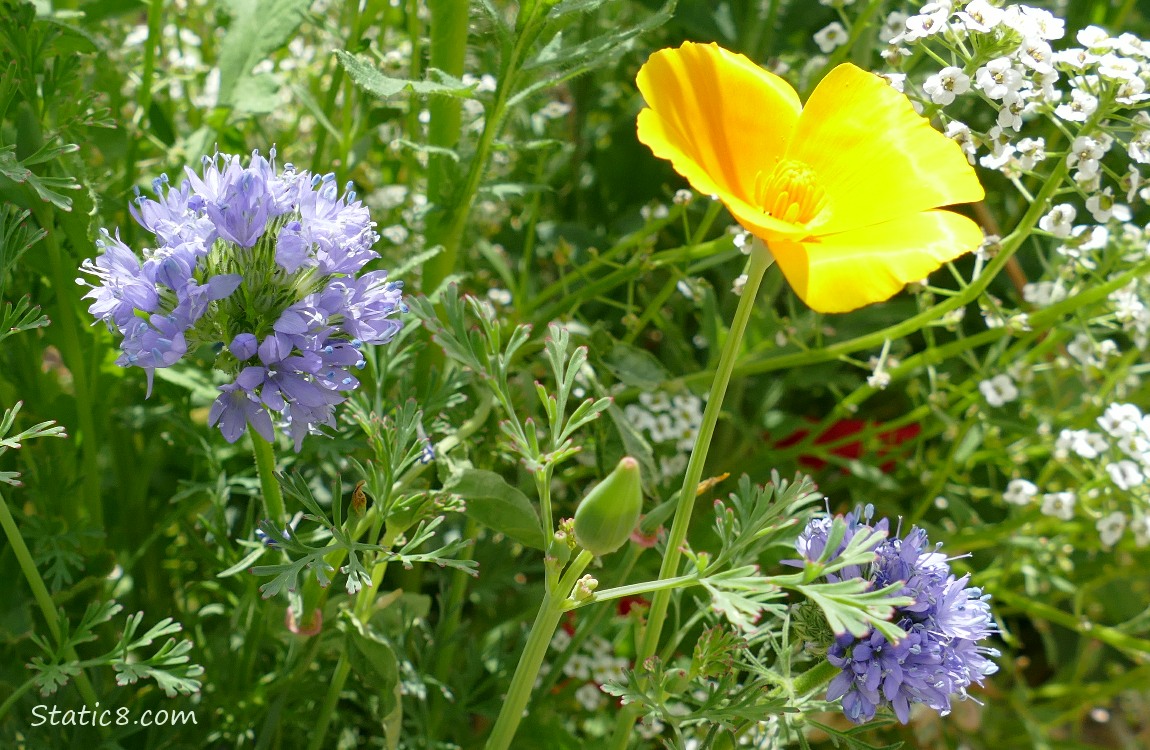 California Poppy bloom
